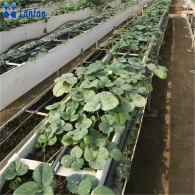 Greenhouse Cultivation PVC Plant Growing Hydroponic Gutter for Strawberry Farming Systems